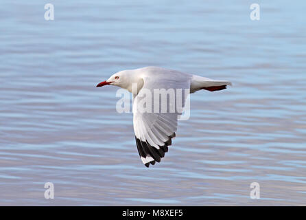 Volwassen Witkopmeeuw in vlucht, Adult Silver Gull in flight Stock Photo