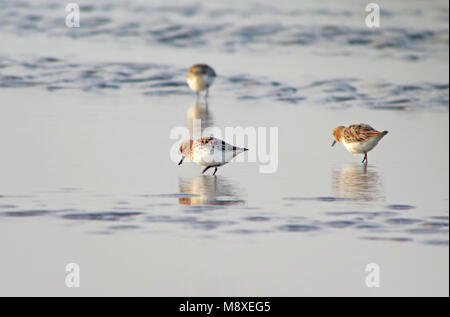 Foeragerende Lepelbekstrandloper; Foraging Spoon-billed Sandpiper Stock Photo