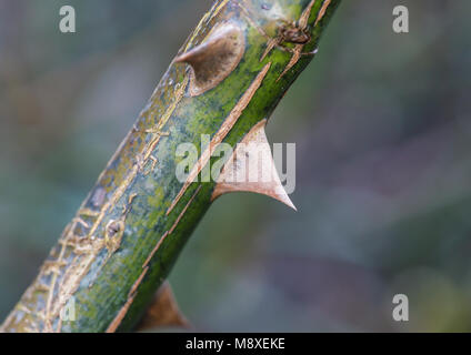 A macro shot of a large thorn on the branch of a climbing rose bush. Stock Photo