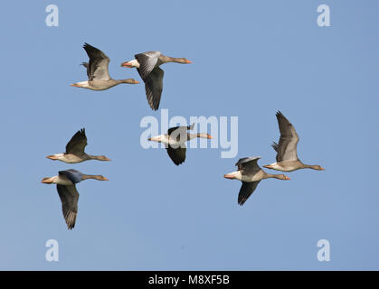 Groep Grauwe Ganzen vliegend in blauwe lucht; Flock of Greylag Goose flying in blue sky Stock Photo
