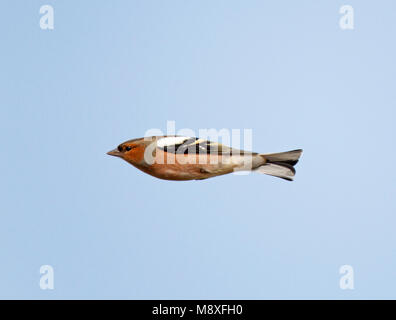 Vliegend, trekkend mannetje Vink tegen een blauwe lucht; Flying, migrating male Common Chaffinch against a blue sky