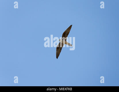 Vliegende Eleonora's Valk in de blauwe lucht;Flying Eleonora's Falcon against blue sky Stock Photo