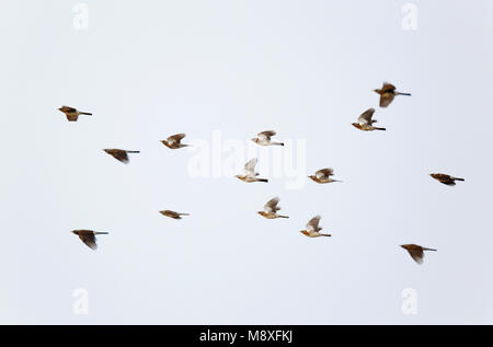 Groep vliegende, trekkende Kramsvogels;Flock of flying, migrating Fieldfares Stock Photo