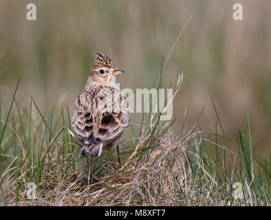 Veldleeuwerik zittend in ruig grasland;Skylark sitting in pasture Stock Photo