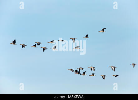 Gemengde groep vliegende ganzen bestaande uit Toendrarietgans, grauwe Gans en Kolgans;Mix flock of flying geese, Tundra Bean Goose, Greylag Goose and Stock Photo