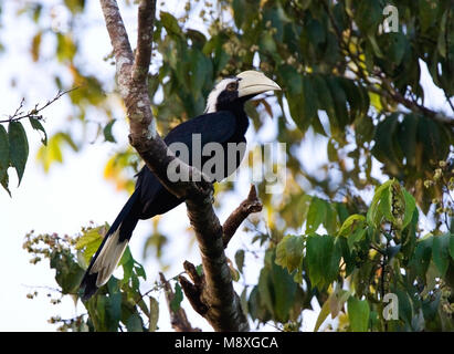 Zwarte Neushoornvogel zittend op tak; Black Hornbill perched on branch Stock Photo