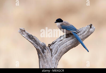 Blauwe Ekster, Azure-winged Magpie Stock Photo