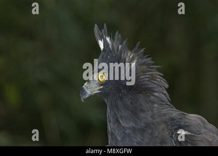 Black Hawk-Eagle close-up; Zwarte Kuifarend close-up Stock Photo