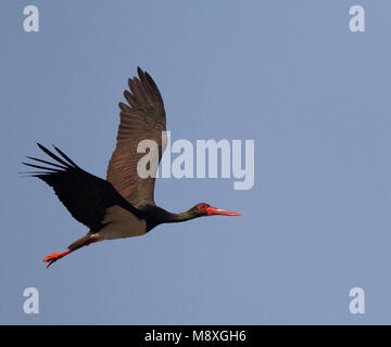 Volwassen Zwarte Ooievaar in de vlucht; Adult Black Stork in flight Stock Photo