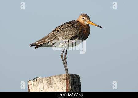 Grutto staand op een paal; Black-tailed Godwit perched on a pole Stock Photo