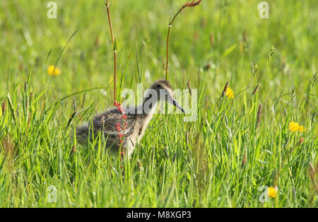 Grutto jong foeragerend in gras; Black-tailed Godwit juvenile foraging in gras Stock Photo