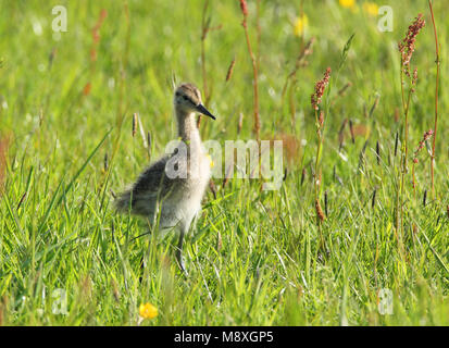 Grutto jong in gras; Black-tailed Godwit juvenile in gras Stock Photo