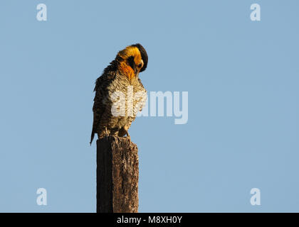 Campogrondspecht zittend tegen paal; Campo Flicker perched against pole Stock Photo
