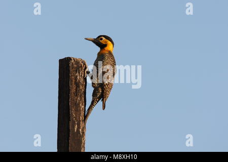 Campogrondspecht zittend tegen paal; Campo Flicker perched against pole Stock Photo