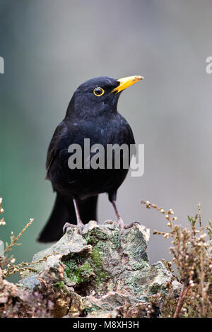 Merel man zittend op tak; European Blackbird male perched on branch Stock Photo