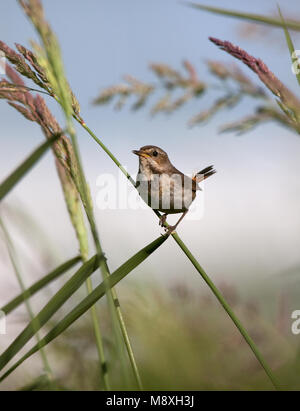 Vrouwtje Blauwborst zittend op tak; Female White-Spotted Bluethroat perched on branch Stock Photo