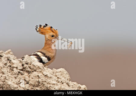 Hop met insect, Eurasian Hoopoe with insect Stock Photo