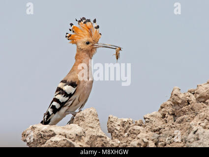 Hop met insect, Eurasian Hoopoe with insect Stock Photo