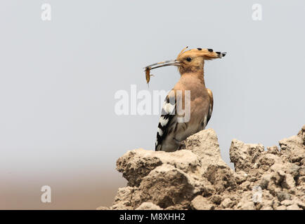 Eurasian Hoopoe perched with prey; Hop zittend met prooi Stock Photo