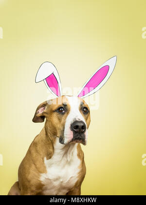 Funny dog with easter bunny ears. Staffordshire terrier puppy poses for studio shot dressed in homemade hare paper ears in yellow sunny background Stock Photo