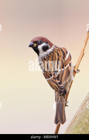 Ringmus op takje; Tree Sparrow perched on a branch Stock Photo