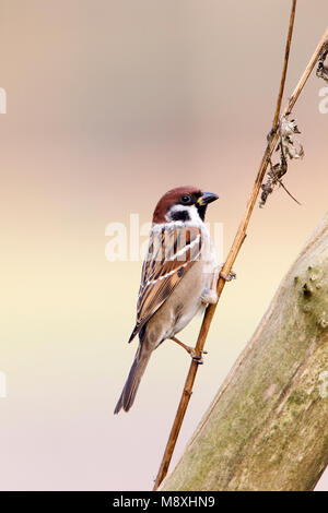 Ringmus op takje; Eurasian Tree Sparrow perched on a branch Stock Photo
