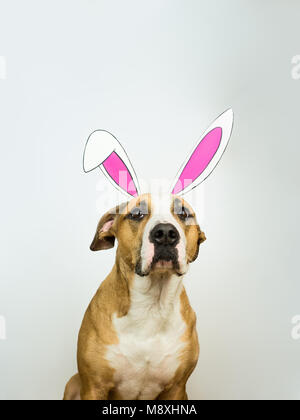 Funny dog with easter bunny ears. Staffordshire terrier puppy poses for studio shot dressed in homemade hare paper ears in neutral white background Stock Photo