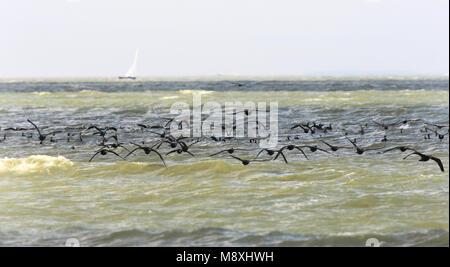 Aalscholver groep vliegend; Great Cormorant group flying Stock Photo