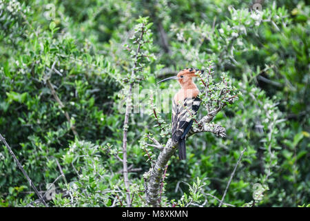 An African hoopoe (Upupa africana) perching on a branch in Addo Elephant Park, South Africa Stock Photo