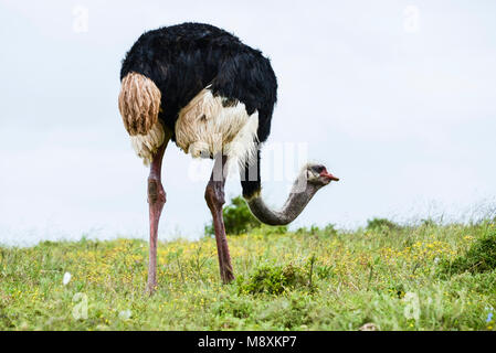 A common ostrich (Struthio camelus) in Addo Elephant Park, South Africa Stock Photo