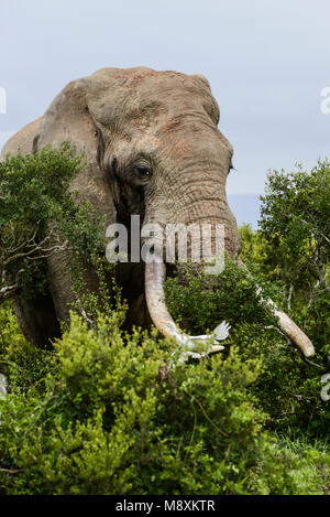 A cattle egret (Bubulcus ibis) escaping from an oncoming African bush elephant (Loxodonta africana) in Addo Elephant Park, South Africa Stock Photo