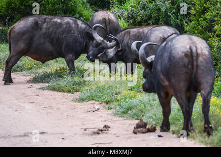 Two African buffalos (Syncerus caffer) lock horns in Addo Elephant Park, South Africa Stock Photo