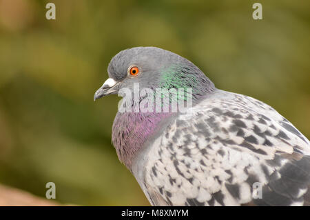Close up of a Feral Pigeon(Columba livia domestica) Stock Photo