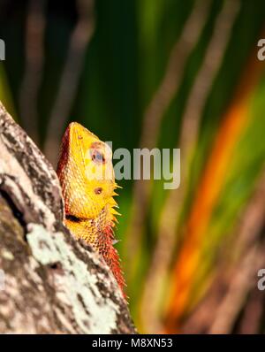 Lizard sitting on a tree trunk in troical forest and watches Stock Photo