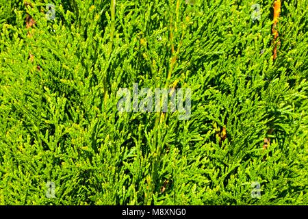 Thuja Branches (Thuja occidentalis Smaragd) Stock Photo
