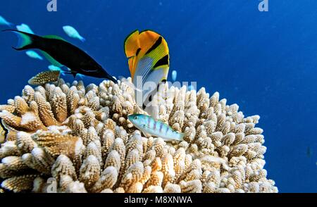 Small fishes inThe Indian Ocean, Maldives Stock Photo