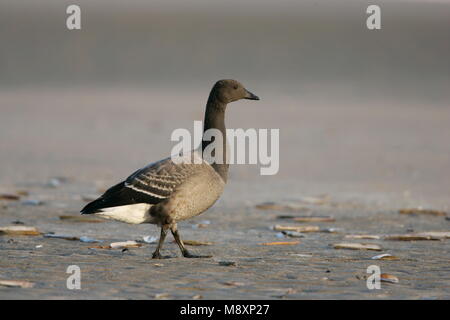 Juveniele Rotgans op het strand; Juvenile Dark-bellied Brent Goose on the beach Stock Photo