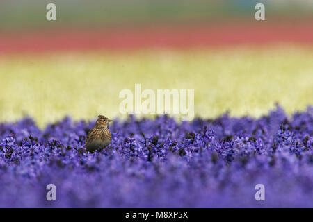 Veldleeuwerik, Eurasian Skylark, Alauda arvensis Stock Photo