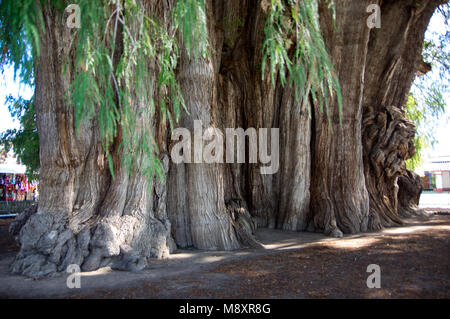 El Árbol del Tule / The tree of Tule in Oaxaca, Mexico Stock Photo