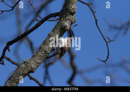 treecreeper, certhia familiaris, on tree looking searching for food in the sun during winter, march, scotland Stock Photo