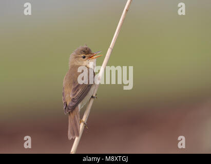 Zingende Bosrietzanger; Singing Marsh Warbler Stock Photo