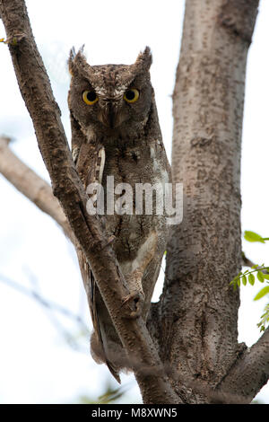 Oosterse Dwergooruil, Oriental Scops-Owl Stock Photo