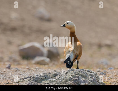 Ruddy Shelduck; Casarca Stock Photo