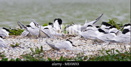 Grote stern jong voerend in kolonie, Sandwich Tern feeding chick in colony Stock Photo
