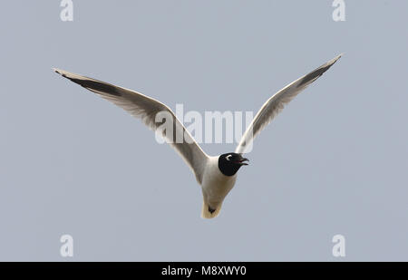 Saunders Gull adult flying and calling; Chinese Kokmeeuw volwassen vliegend en roepend Stock Photo