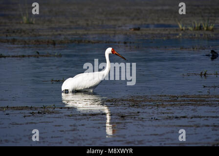 Siberian Crane adult standing in water; Witte Kraanvogel volwassen staand in water Stock Photo