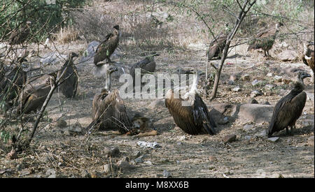 Bengaalse gier op kadaver van een hond; Indian White-rumped Vulture on carcass of a dog Stock Photo