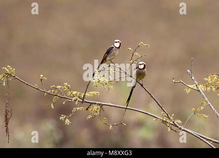 Lintstaarttirans baltsend, Streamer-tailed Tyrants displaying Stock Photo