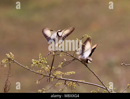 Lintstaarttirans baltsend, Streamer-tailed Tyrants displaying Stock Photo