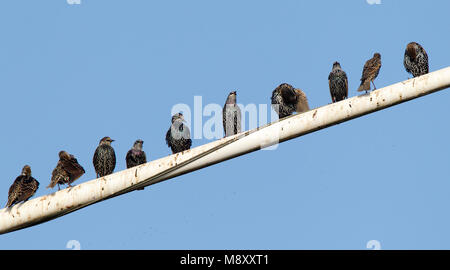 Spreeuwen verzamelen voor de trek; Common Starlings gathering before migration Stock Photo